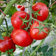 HT48 Zuejing melhores f1 sementes de tomate híbrido para venda
